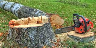 Best Tree Disease Treatment  in Mauldin, SC