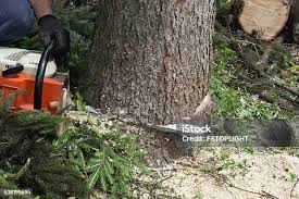 Best Pest Control for Lawns  in Mauldin, SC