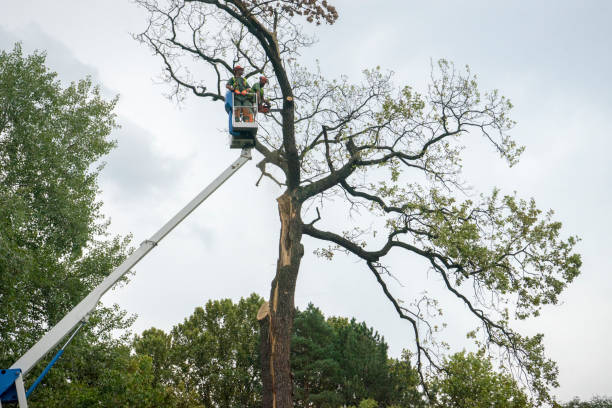 Best Tree Health Inspection  in Mauldin, SC